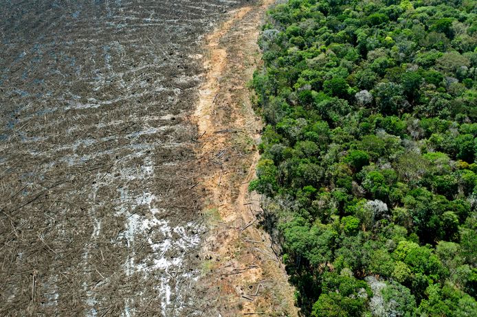 Deforestation in Brazil is advancing at a rapid pace.