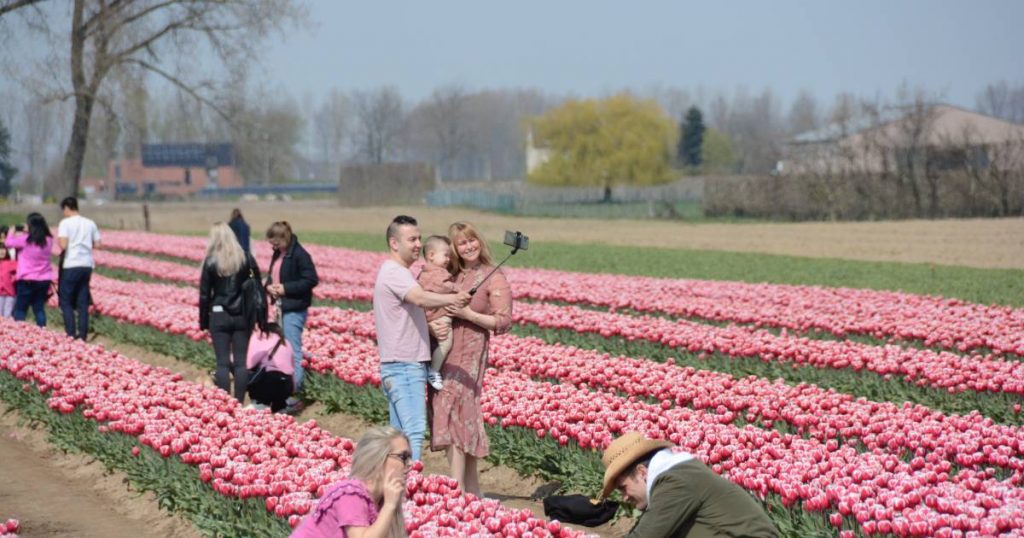 To get a perfect picture, we've been kicking tulips flat for a while |  The interior