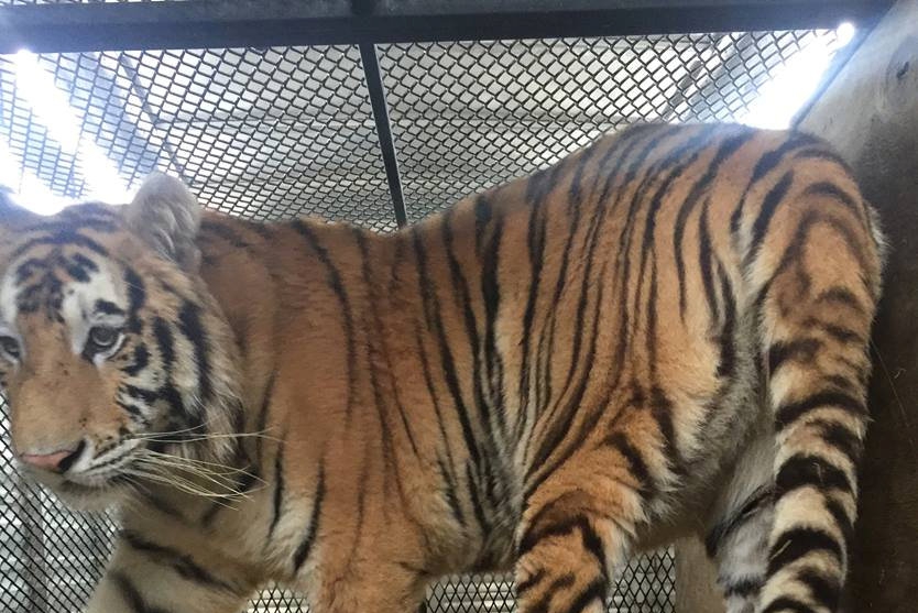 Politie in Houston vindt na dagenlang zoeken vermiste tijger