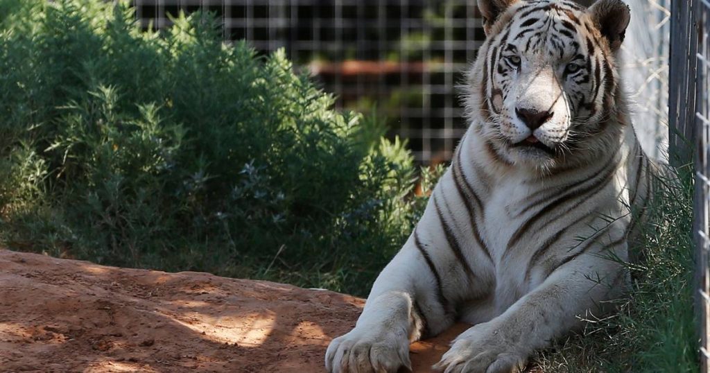 Dozens of animals confiscated in Tiger King Park |  the animals