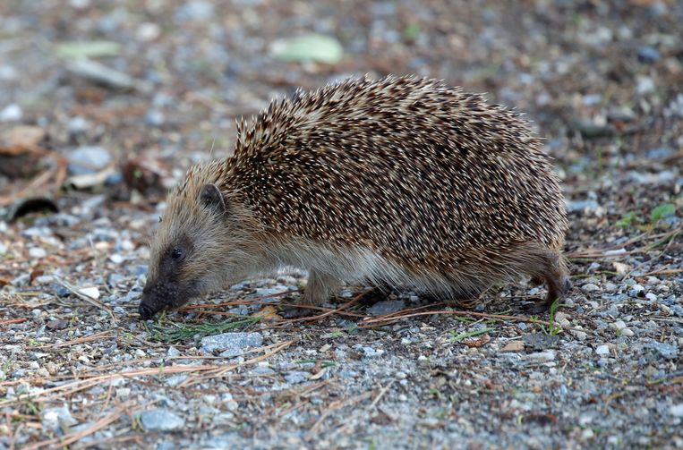 New Zealand to exterminate hedgehogs |  the morning