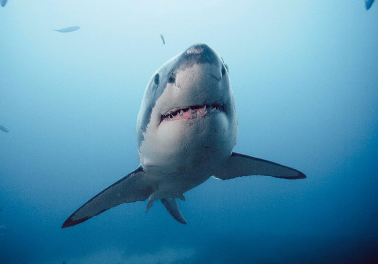 Sharks use the Earth's magnetic field as a GPS system