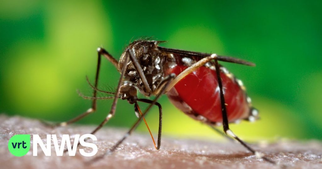 Bacterial-infected mosquitoes make a breakthrough in the fight against dengue virus