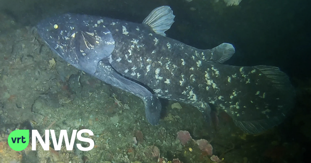Coelacanth surprises 'living fossil' again: giant 100-year-old fish and pregnancy lasts 5 years