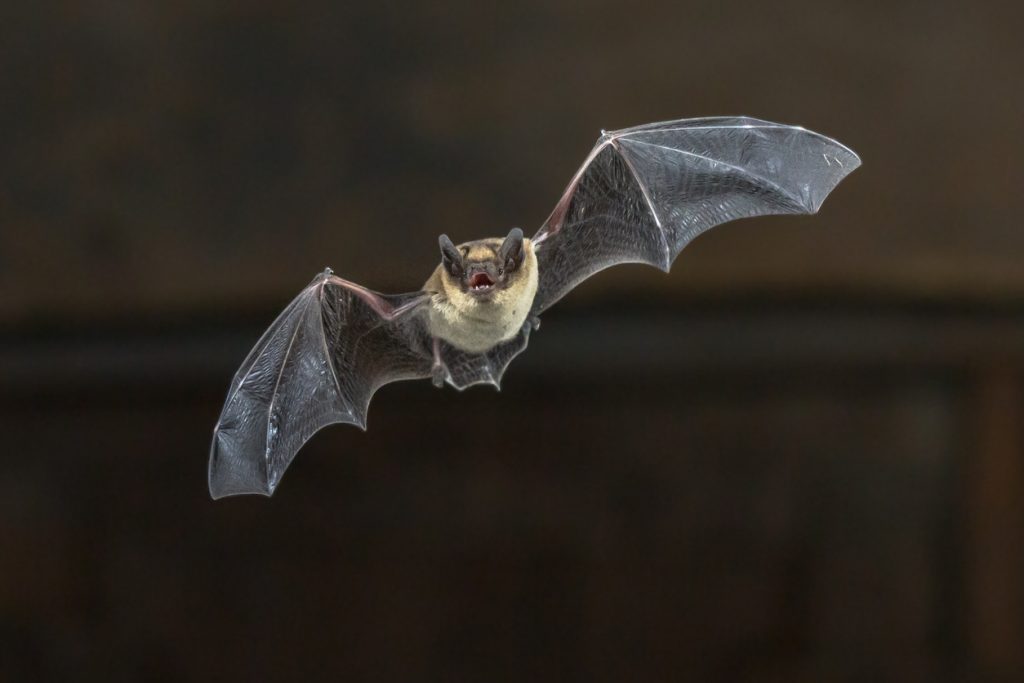 Nebraska Zoo urges nearly 200 guests to shoot rabies after exposure to wild bats