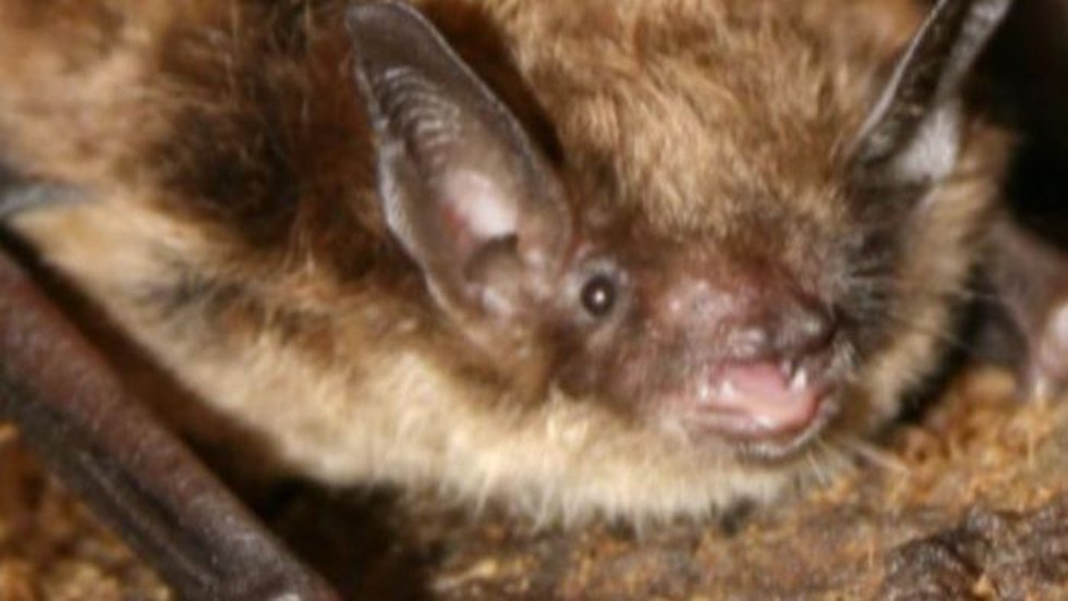 A wild rabid bat was found at the Henry Doorly Zoo in Omaha