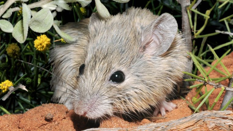 This supposedly extinct mouse could hide for decades by switching identity
