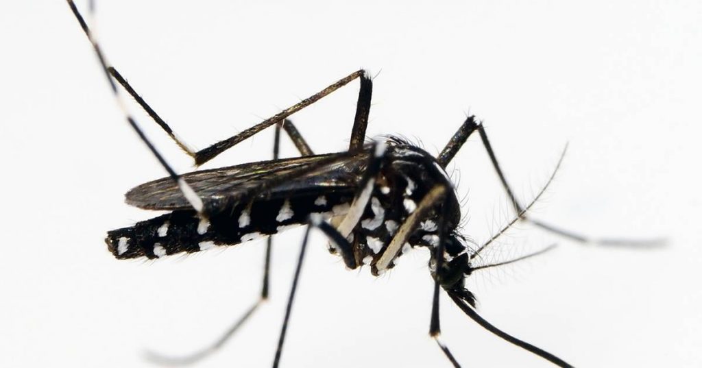 Three types of dangerous mosquitoes appear in the Netherlands |  interior