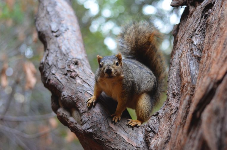 How do squirrels know to jump away into a branch?  Researchers reveal the secret