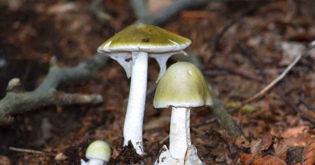 Two Afghan brothers die after eating poisonous mushrooms in Poland |  Abroad