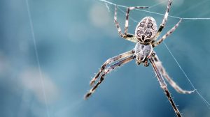 A microcosm of why so many people fear spiders (and how to get rid of that fear)