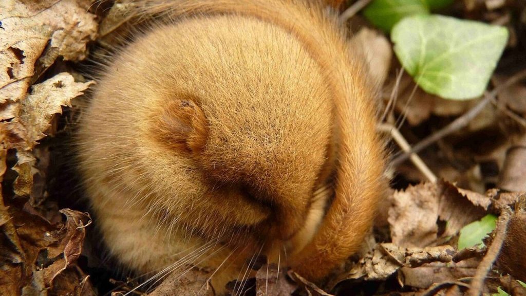 Do you want to get younger by sleeping?  These animals will go into hibernation in the coming months