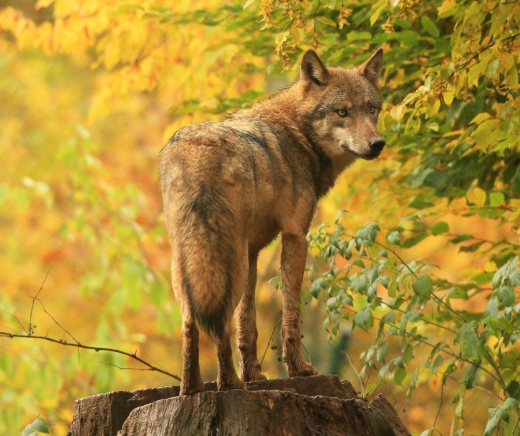 German conservationists sounded the alarm about killing wolves