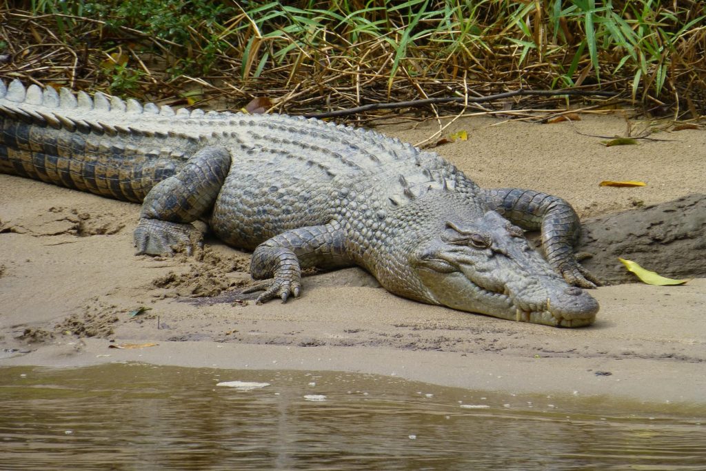 Sixty-year-old Australian fights crocodile with a pocket knife