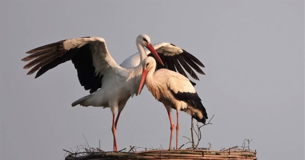 Record number of stork pairs in Belgium: 'Promise for the future' |  science and planet