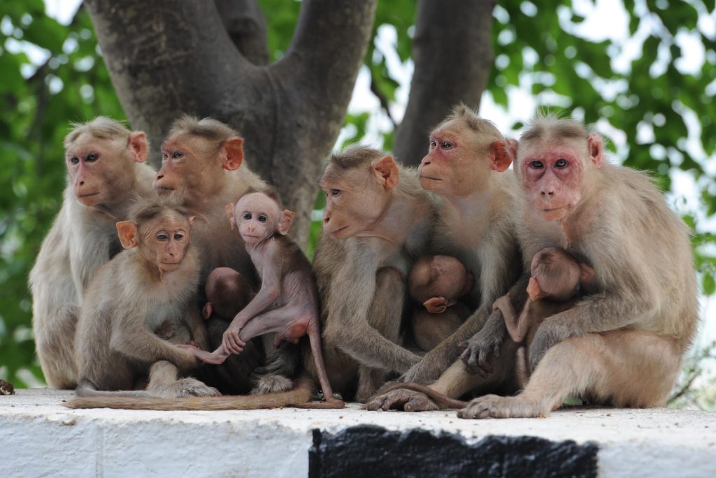Malevolent monkeys kill 250 dogs in India