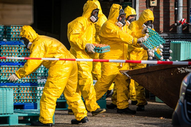 Europe faces the largest outbreak of bird flu ever