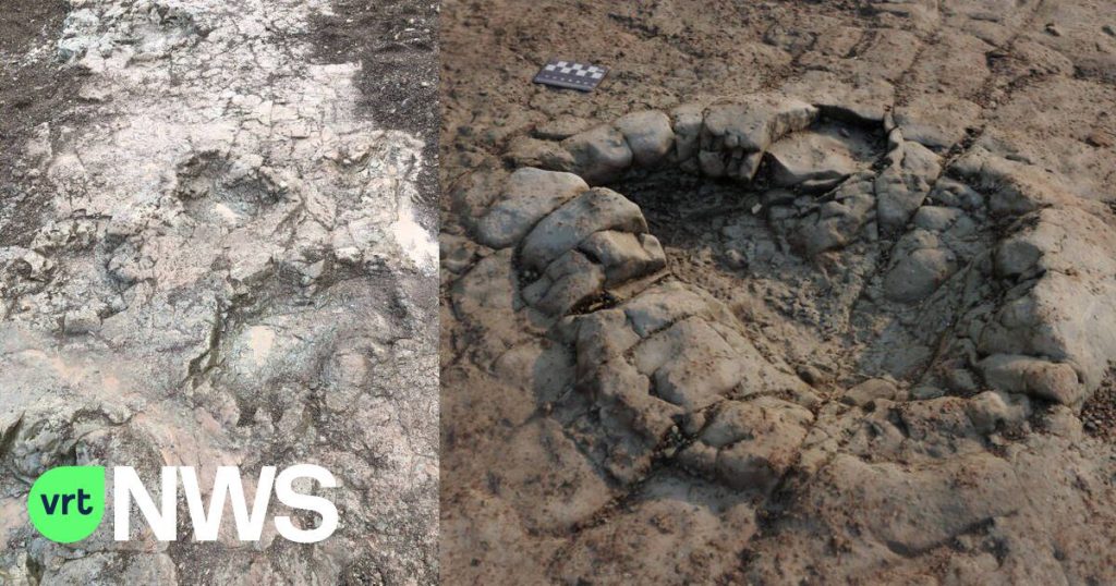 Amateurs discover 200 million-year-old dinosaur footprints in Wales