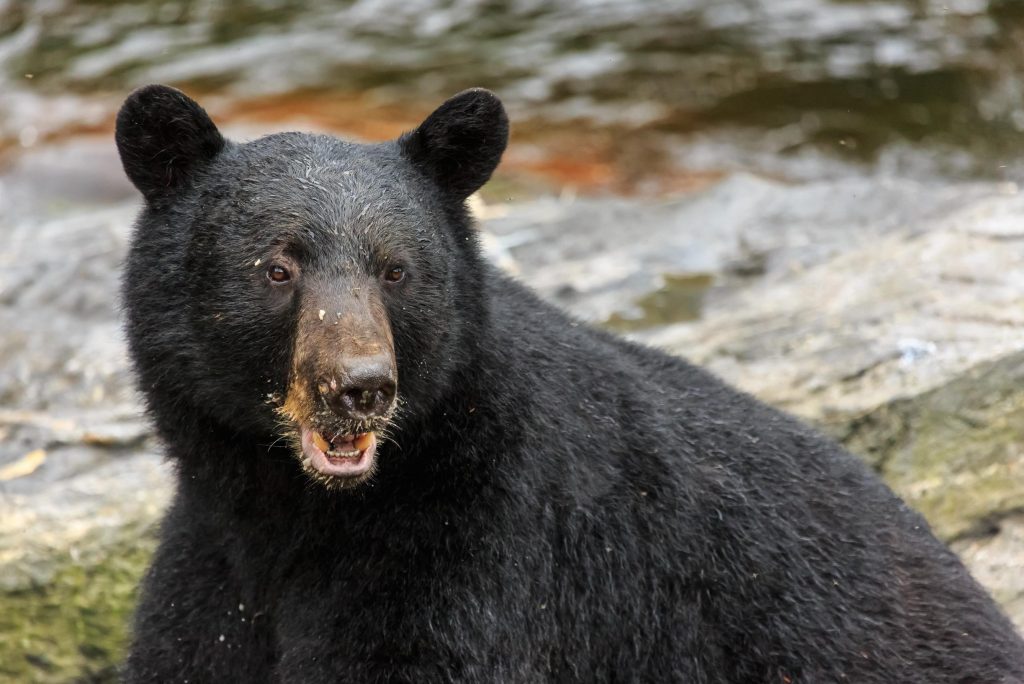 The black bear "Hank The Tank" causes huge inconvenience, but the police can't catch it