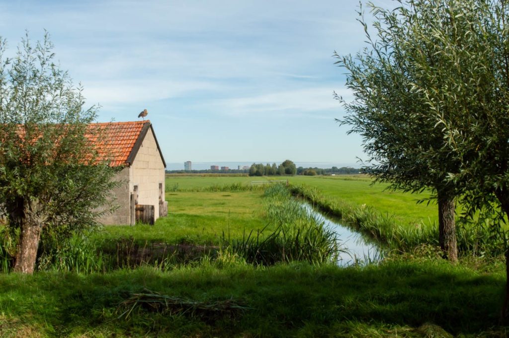 Natural or fully built area?  View potential scenarios for Rijnenburg polder here