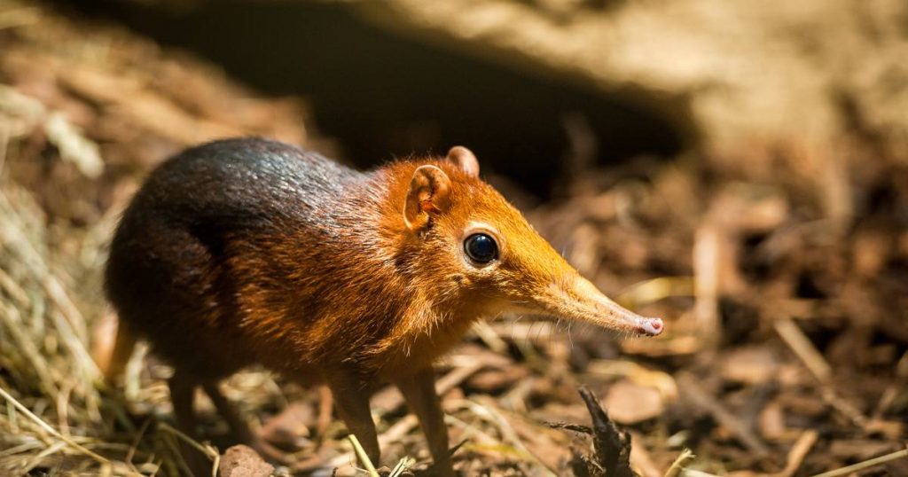 A new study reveals that hundreds of mammal species are still waiting to be discovered |  the animals