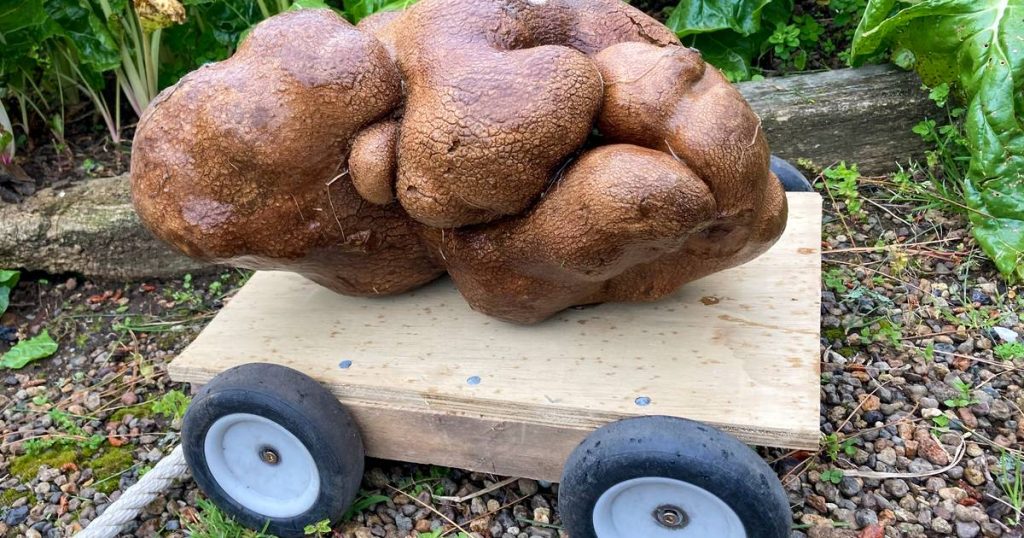 DNA test shows that the world's largest potato is not really a strange potato