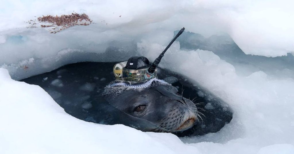 Seal wear helmets to search in Antarctica |  to know