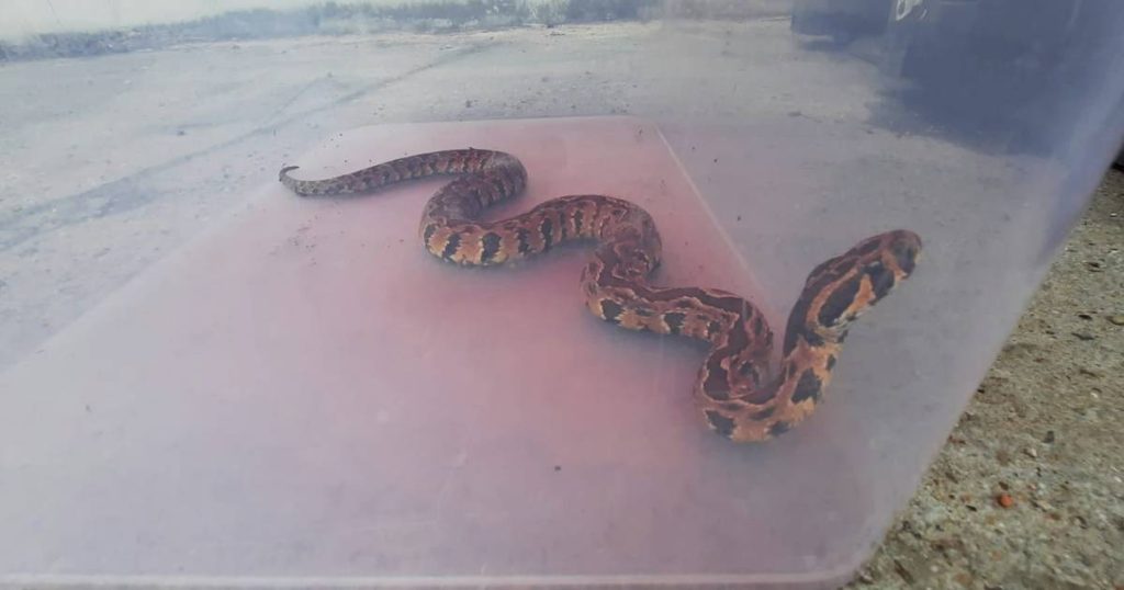 Nature Relief Center injures a very dangerous Palestinian snake in Belt: There is no antidote to its bite in our country |  Instagram news VTM