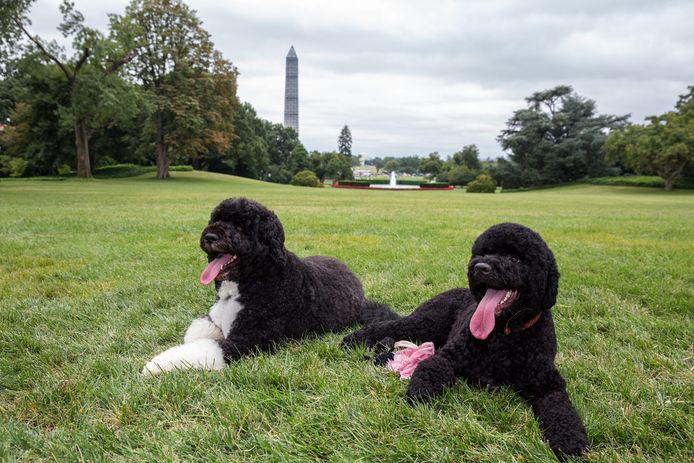 Bo (L) with new roommate Sunny (R) on the lawn at the White House on August 19, 2013.
