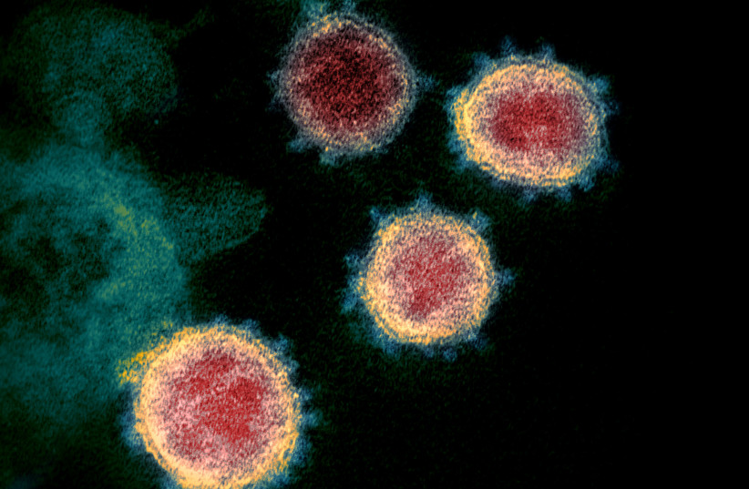 The study identifies antibodies from a cold infection that interacts with COVID