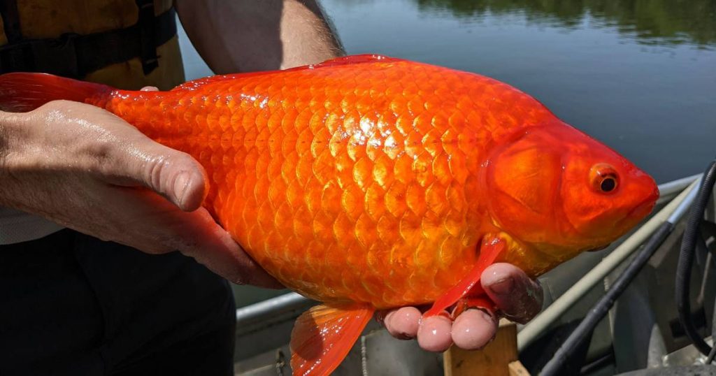 Minnesota 'wild goldfish' warning: 'More dangerous than you think' |  the animals