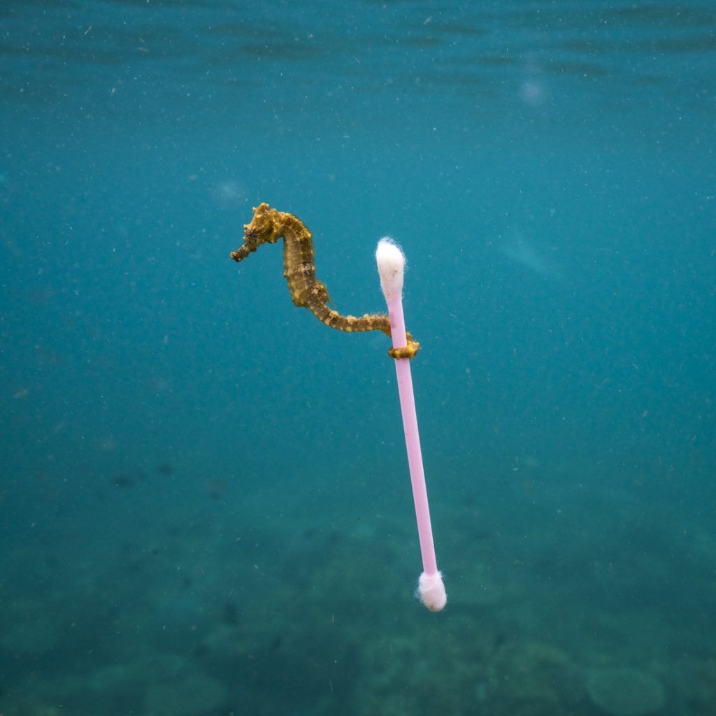 The European plastic ban takes effect: Goodbye to cotton buds and swabs...