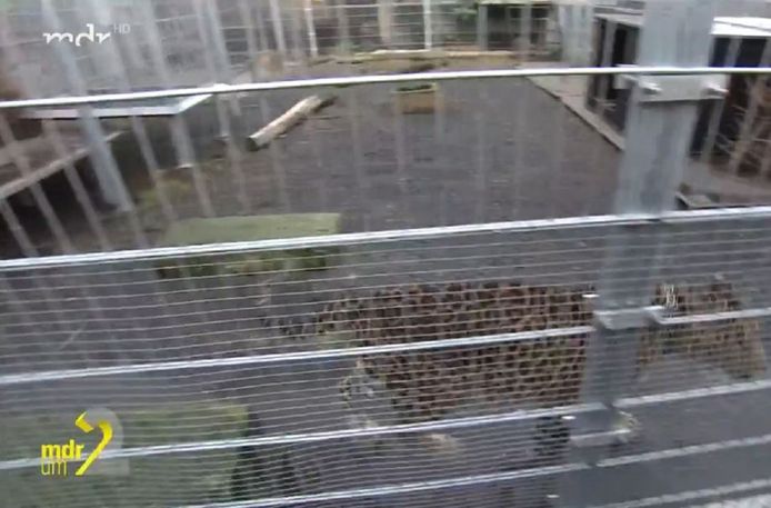 One of the tiger cages.