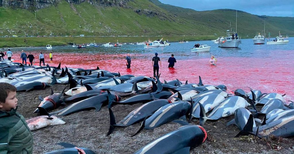 1,428 dolphins were killed in the name of tradition in the Faroe Islands |  the animals