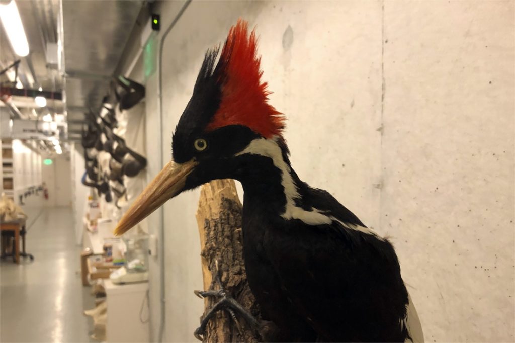 The United States says goodbye to the large ivory-billed woodpecker and 22 other species
