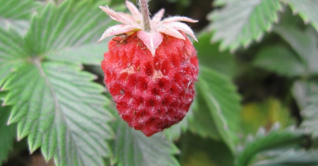 The primitive strawberry lived eight million years ago
