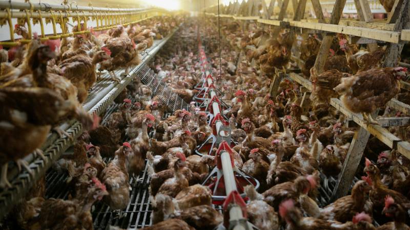 Commitment to poultry farming across the country after the case of the Zeewolde bird flu