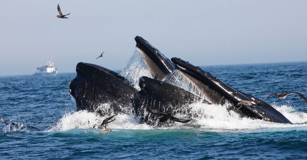 Baleen whales eat three times more than thought: 30 percent of their body weight every day
