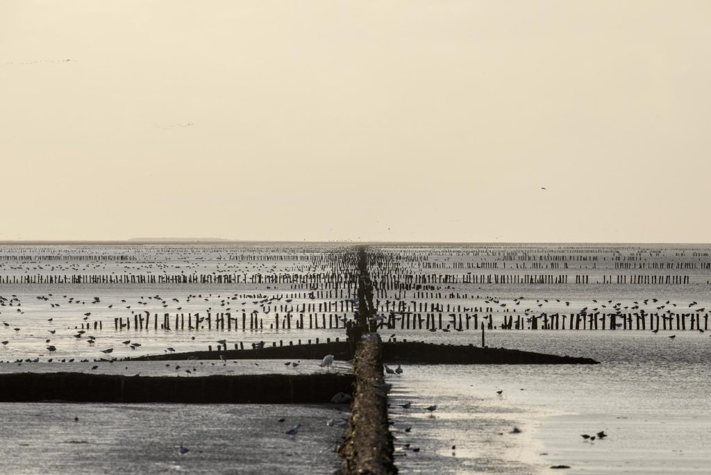 UNESCO threatens to take World Heritage status from the Wadden Sea...