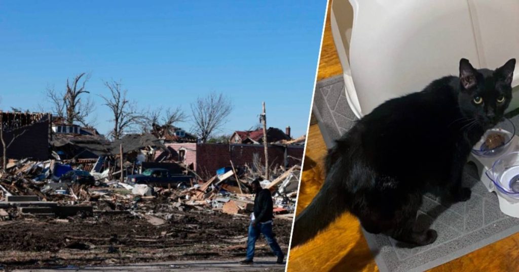 A Kentucky resident finds a live cat under the wreckage of a tornado nine days later: 'I heard it meow' |  The best thing on the web