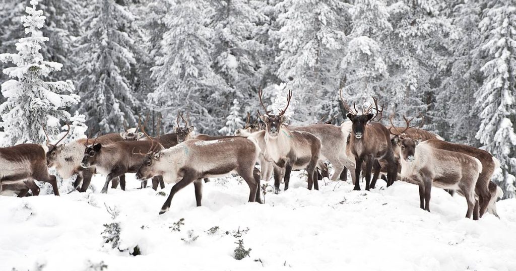 "Climate change is driving Lapland's reindeer south to find food" |  environment