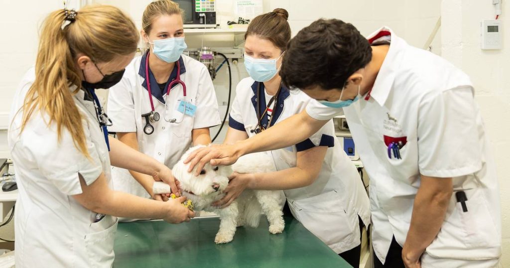 Soon 10 times less than veterinary students |  education