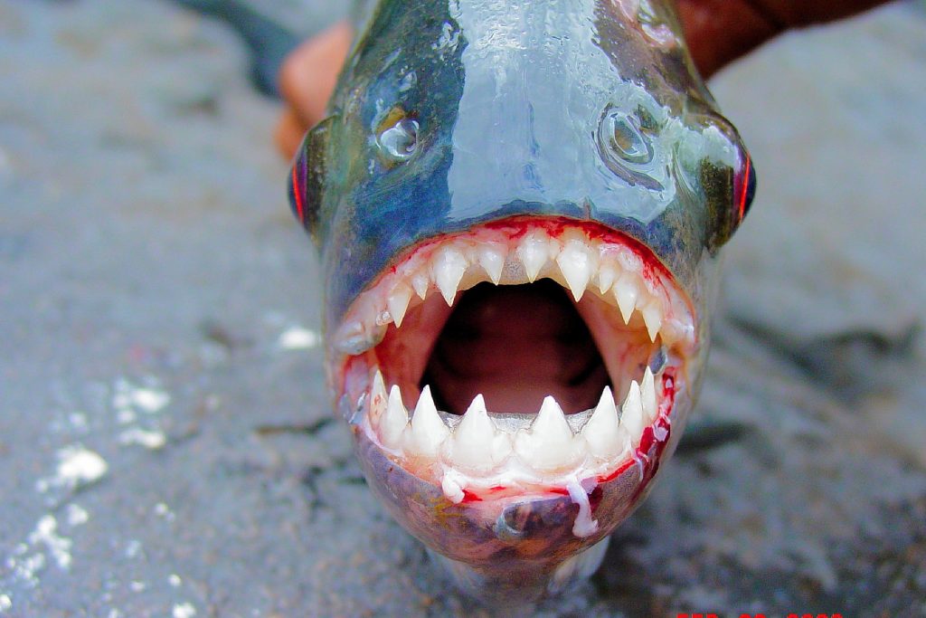 Extremely aggressive piranha kills 4 swimmers and injures 20 others
