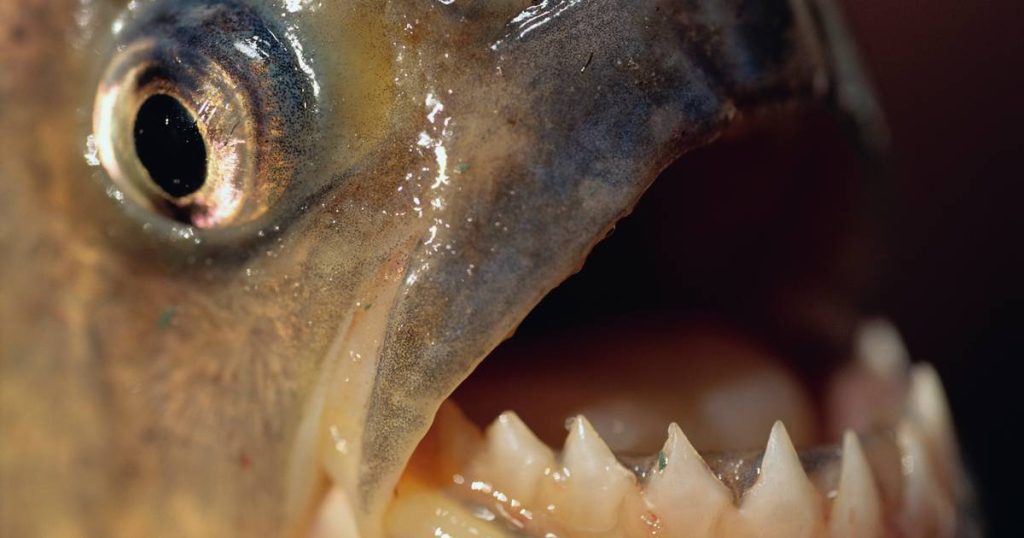 Four swimmers found dead in Paraguay after horrific piranha attacks |  abroad