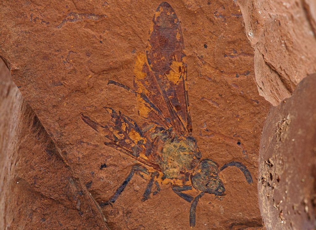 See the amazing fossils from a prehistoric rainforest recently discovered - National Geographic