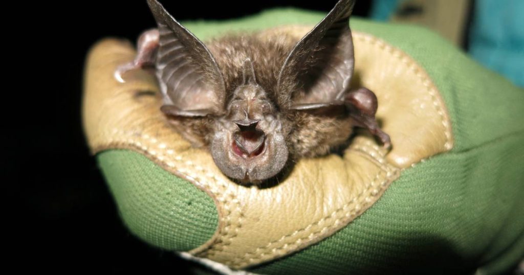 An endangered bat not seen for 40 years was found in Rwanda |  the animals