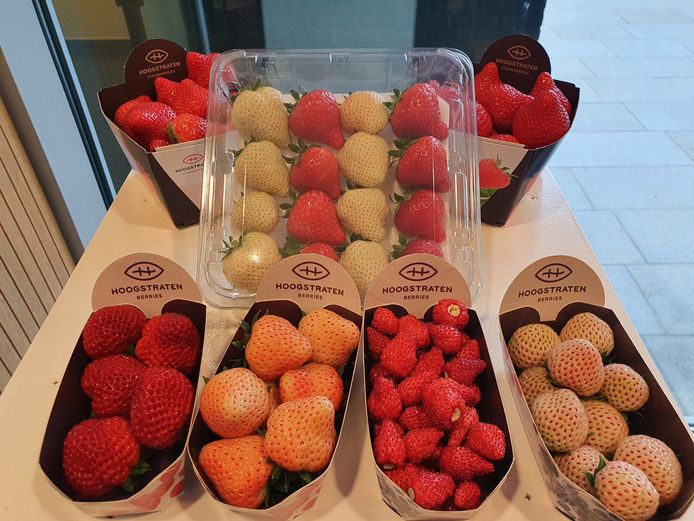 White strawberries and a host of other strawberry varieties from farmer Jay Heergers.