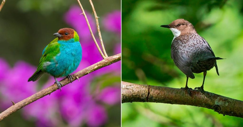 Darwin's conjecture is now scientifically proven: the closer to the equator, the more colorful the songbird |  Instagram news VTM