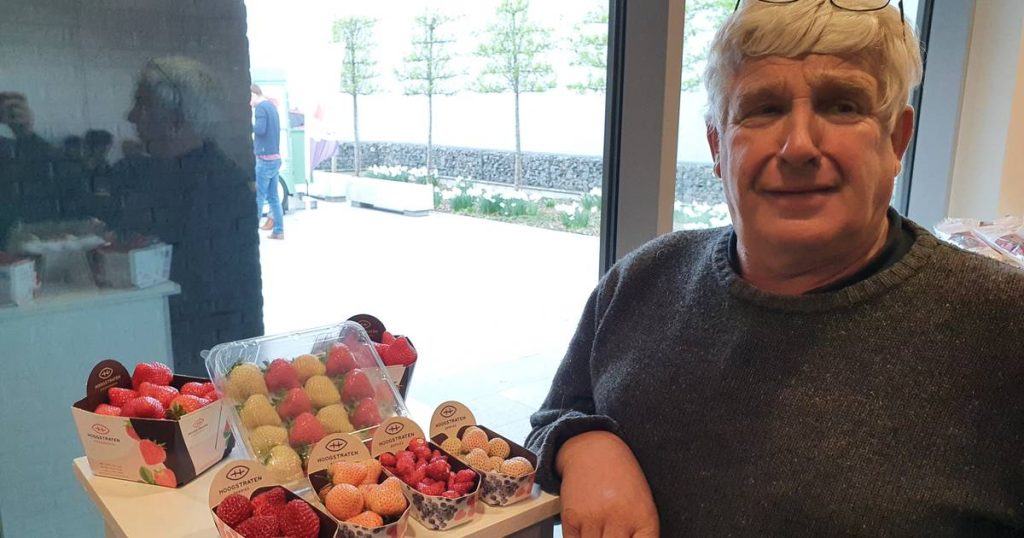 Strawberry grower releases white strawberries at the start of the new season Coöperatie Hoogstraten: 'Mother Nature's whimsy' |  Hoogstraten