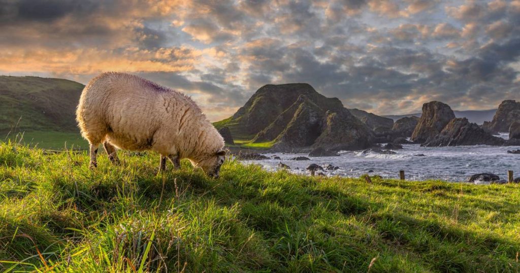 Britain's loneliest sheep have been stranded at the foot of steep cliffs for two years  outside